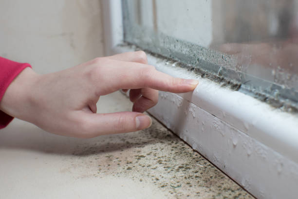 Best Airborne Mold Testing  in , TN